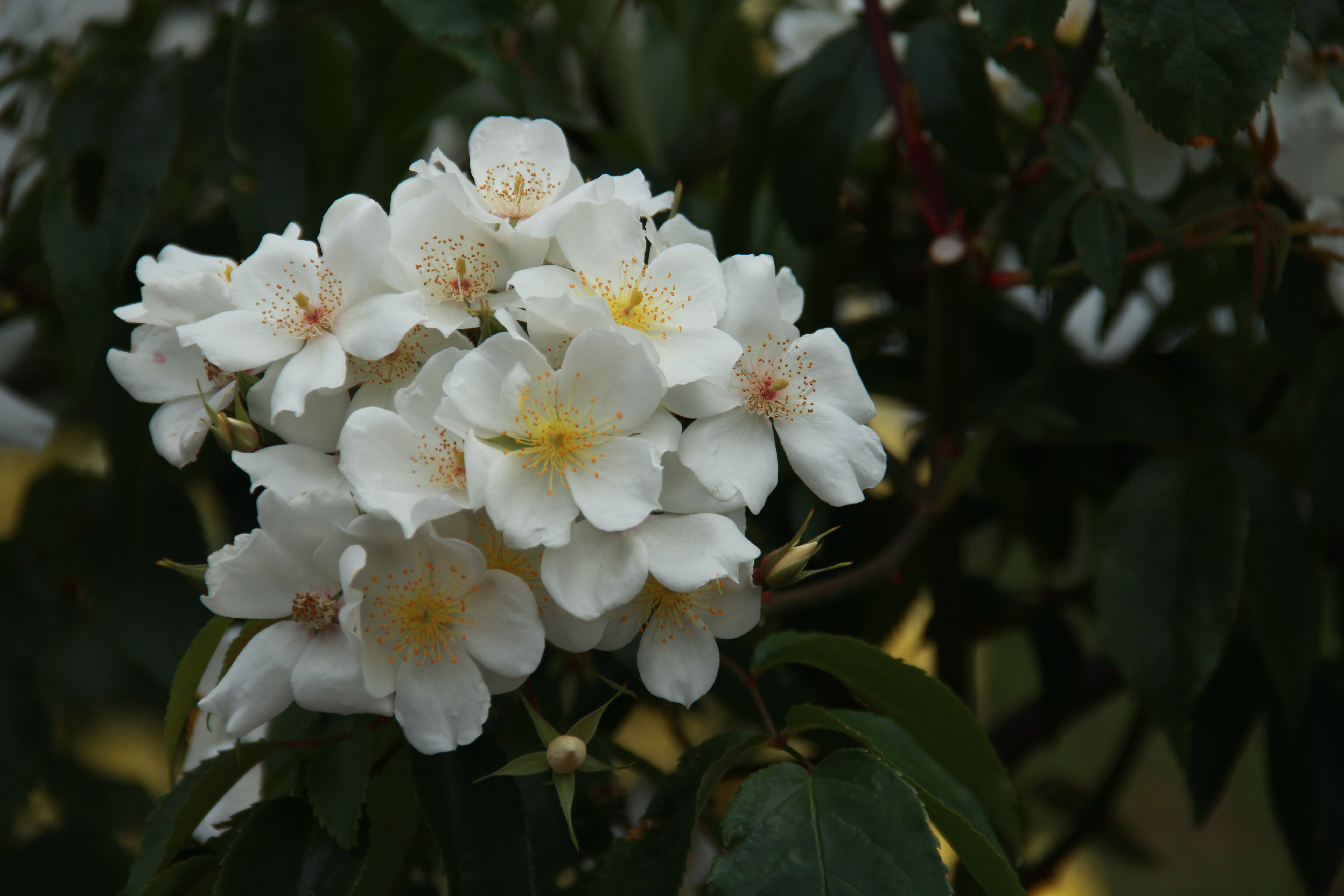 musk rose